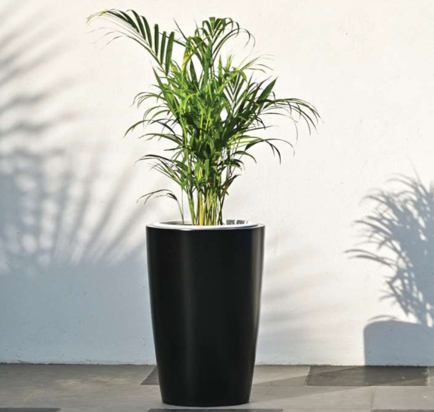 Aristo Planter