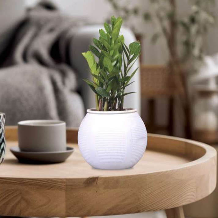 Glory Planter