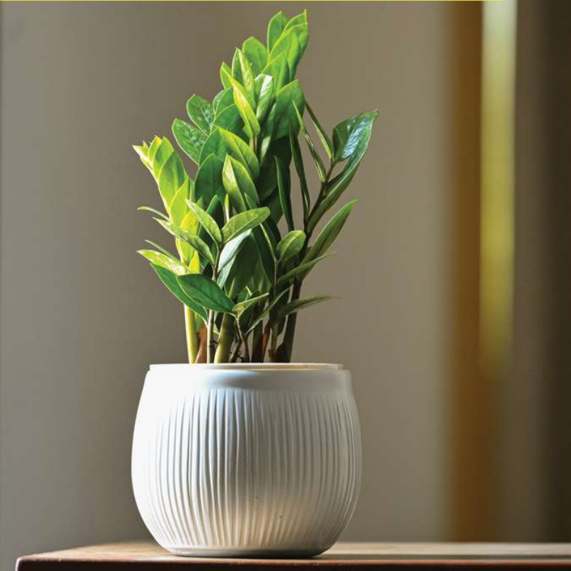 Punno Planter